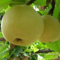 Good Quality of Chinese Fresh Golden Pear